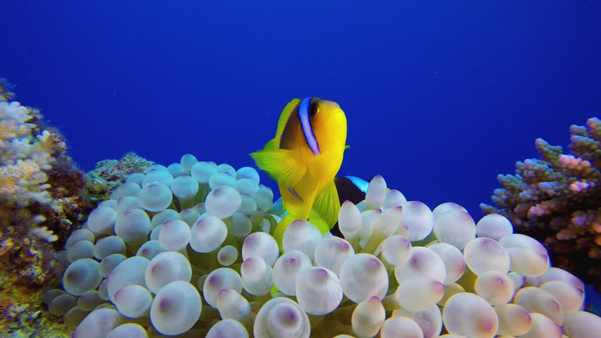 Tropical Sea Underwater Clownfish. Underwater clownfish (Amphiprion bicinctus) and sea anemones. Red Sea anemones. Tropical colourful underwater clown fish. Coral garden seascape.