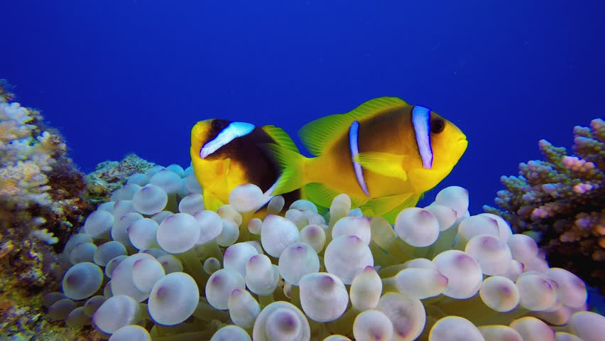 Tropical Sea Underwater Clownfish. Underwater clownfish (Amphiprion bicinctus) and sea anemones. Red Sea anemones. Tropical colourful underwater clown fish. Coral garden seascape.