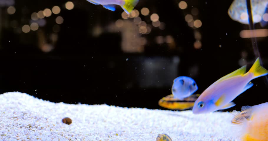 Several colorful african cichlids, including some electric yellow cichlids, are swimming in a fish tank with white sand and a dark background, out of focus lights in the background