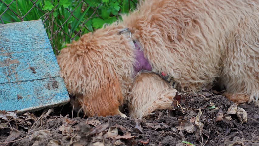 A curly-haired brown Labradoodle or Cavapoo dog at the outdoor buries a bone in the ground.