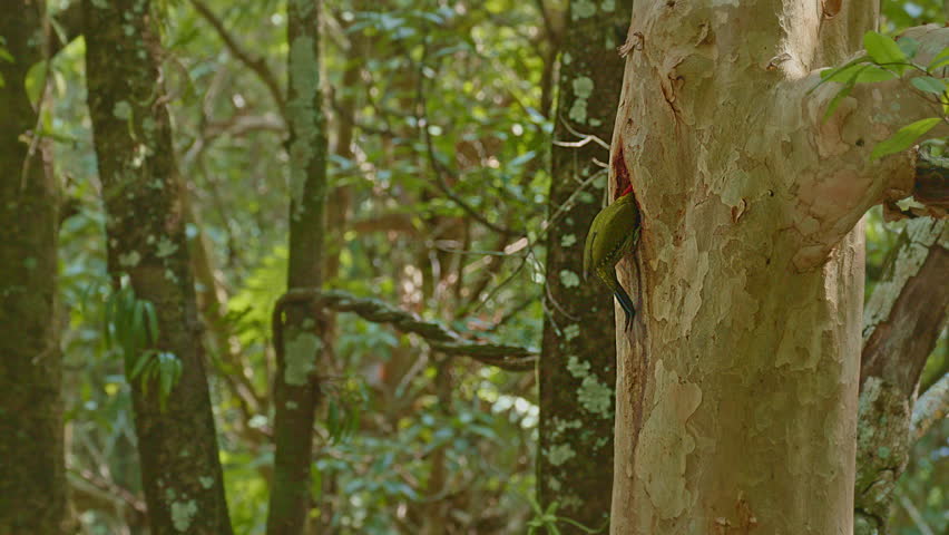 A colorful woodpecker perches on a tree trunk to feed its young in a hollow. In a lush forest, the bird’s green contrasts beautifully with the natural tones of the trees and blurred green leaves