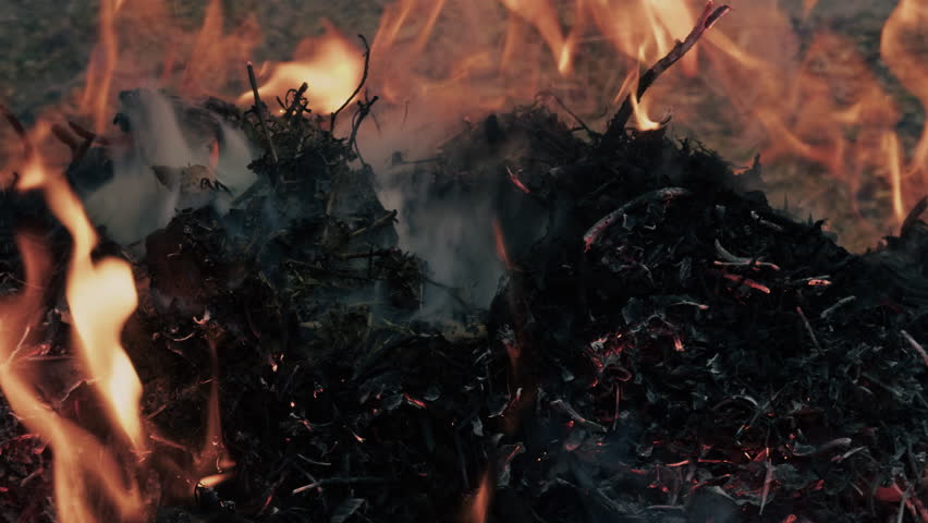 Fire Burning Noxious Weeds and Shrubs