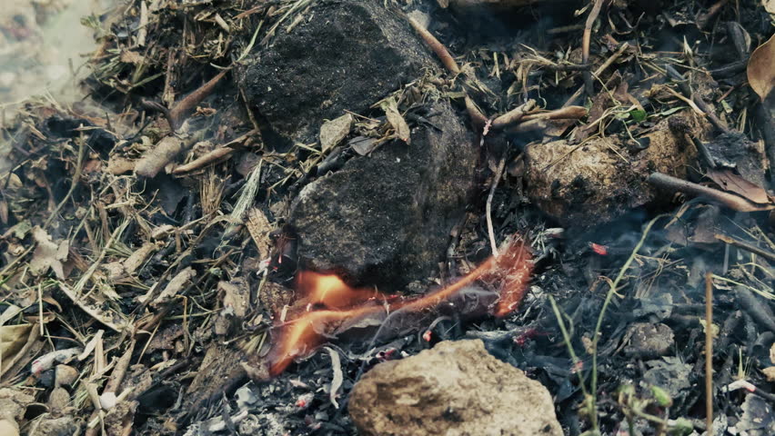 Fire Burning Noxious Weeds and Shrubs