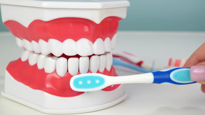Demonstrating proper brushing technique on dental model with blue toothbrush