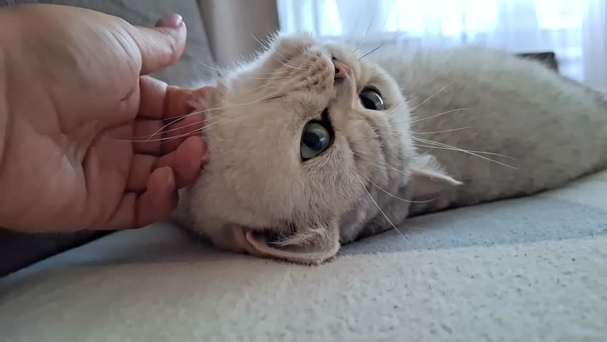 Playing a cat, enjoying the tender stroking of the head, lying on the back