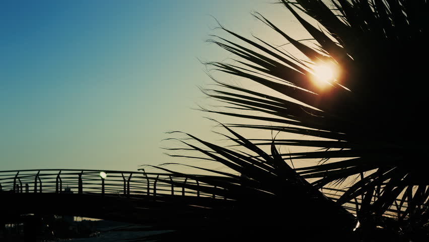 Sunset Light Seeping Through Tree Leaves and Bridge on Sea Holiday Concept