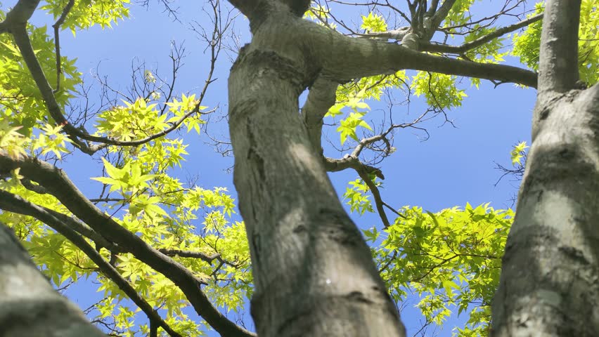 Blue sky and maple trees in a park in Japan