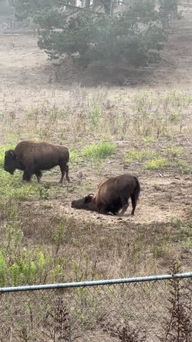 Bison rolling around in the dirt to soothe irritated skin, beat the heat, and create a protective barrier against pesky ticks and biting insects. 