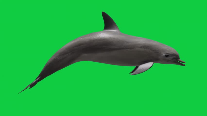 Dolphin Swimming Animation Loop Pack – 7 Camera Angles – Green Screen Background