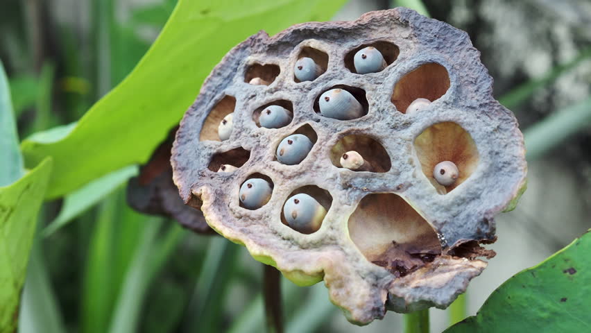 Ripe lotus seeds are nutritious.	