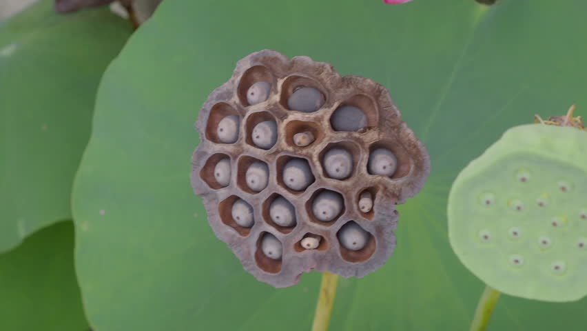 Ripe lotus seeds are nutritious.	