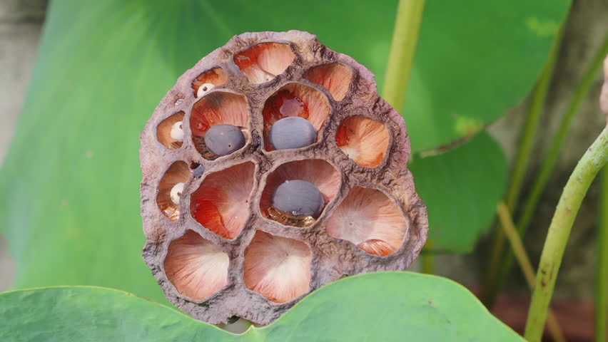 Ripe lotus seeds are nutritious.	
