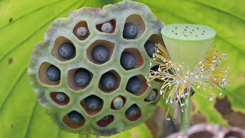Ripe lotus seeds are nutritious.	