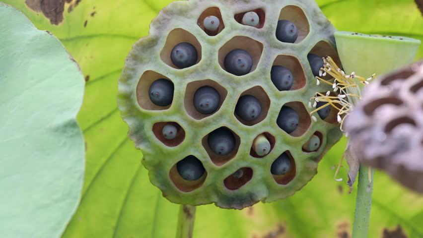 Ripe lotus seeds are nutritious.	