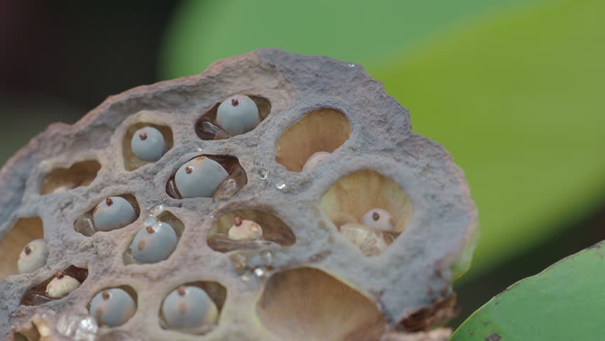 Ripe lotus seeds are nutritious.	