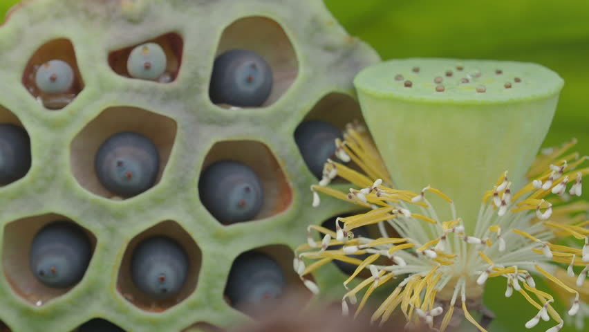 Ripe lotus seeds are nutritious.	