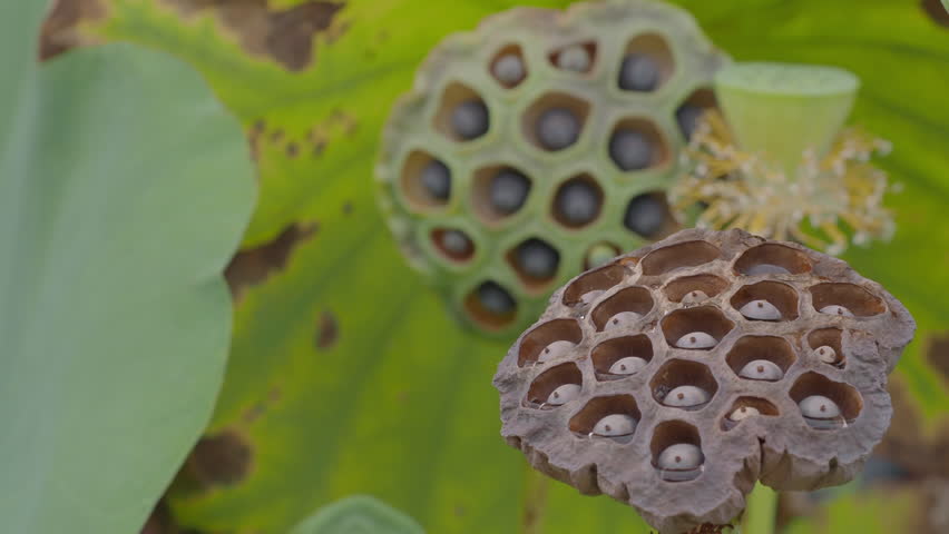 Ripe lotus seeds are nutritious.	