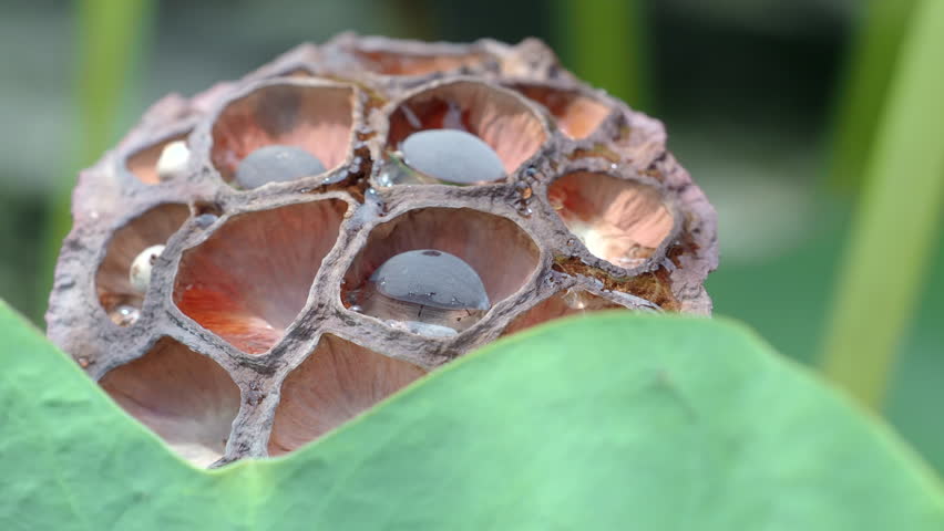Ripe lotus seeds are nutritious.	