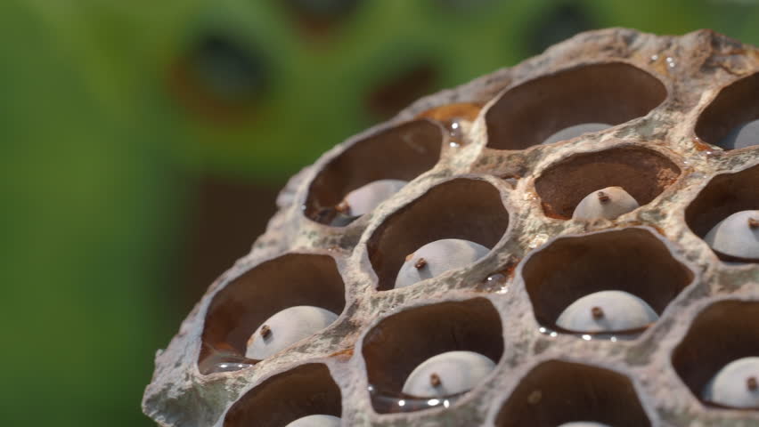 Ripe lotus seeds are nutritious.	