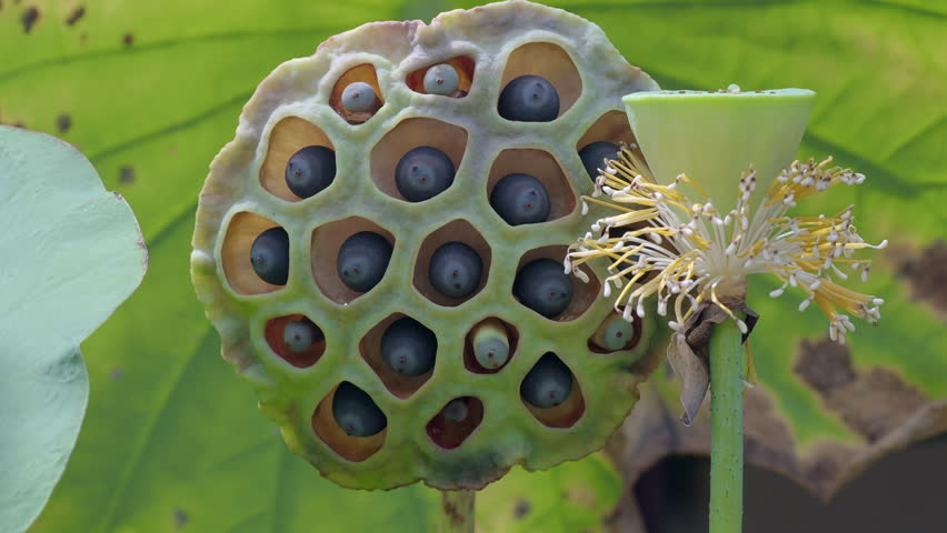 Ripe lotus seeds are nutritious.	