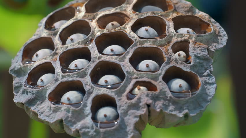 Ripe lotus seeds are nutritious.	