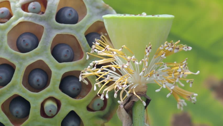 Ripe lotus seeds are nutritious.	