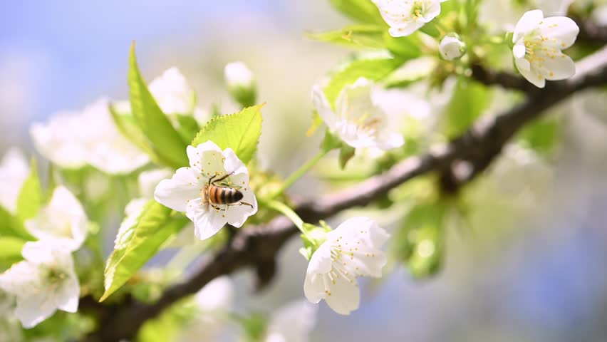 Bee on cherry flowers close up