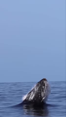 Humpback whale jumping on the surface of the sea