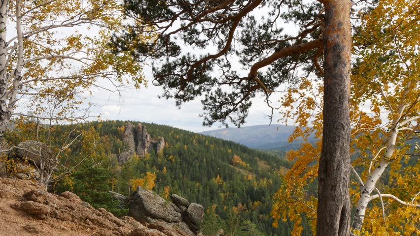 Birches with bright yellow leaves and pine, illuminated by the setting sun, swing in a strong wind against the background of picturesque mountains covered with a red forest under a cloudy sky. Autumn.
