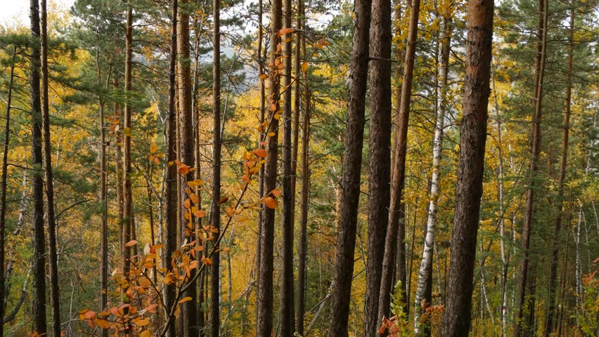 Tree trunks in the picturesque autumn forest swing from the wind against the background of yellow bright foliage of aspens and birches. Golden autumn in the Siberian taiga.