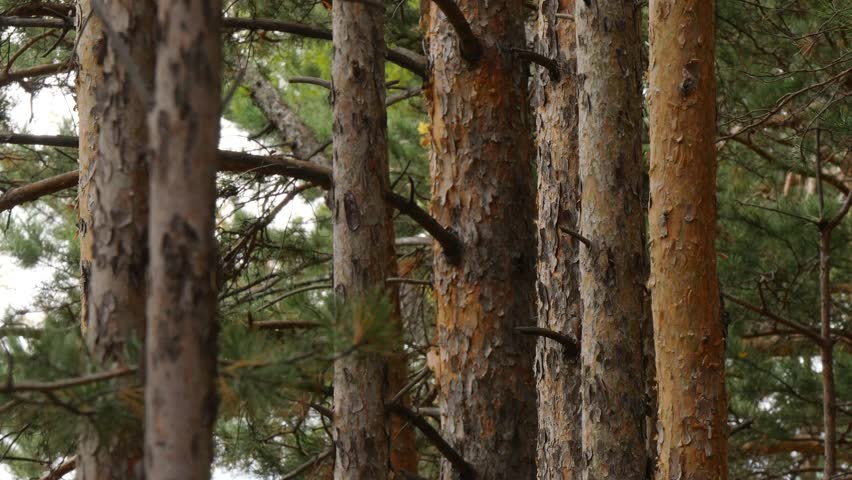 Tree trunks in the Siberian taiga sway in the strong wind before the rain on a cloudy autumn day.