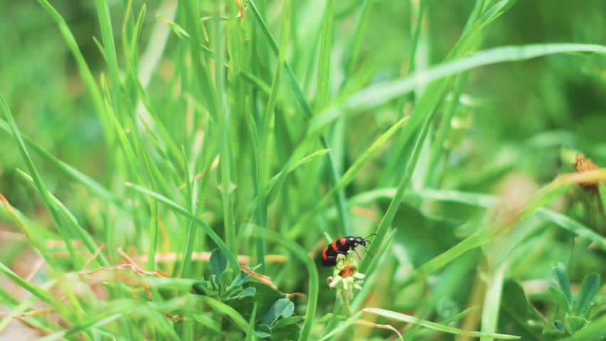 Closeup macro shot of a small red bug with black stripes walking on a blade of grass during the summer season at Marbal village in Lahaul and Spiti district, Himachal Pradesh, India. 