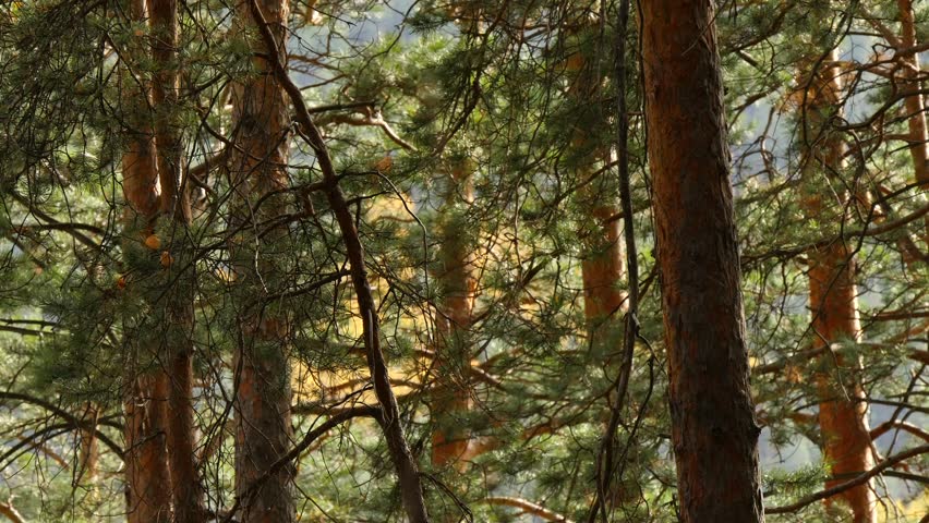 Brown pine trunks swing in a strong wind in the Siberian taiga on an autumn cloudy evening.