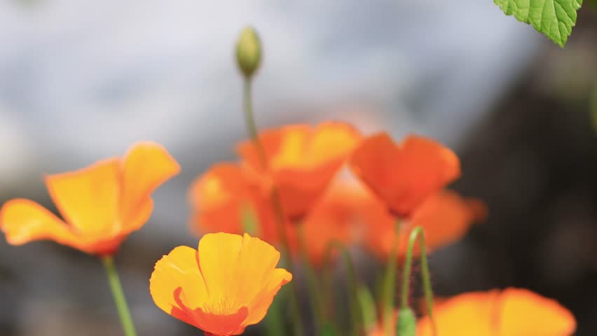 Close-up orange flowers of the golden poppy, beautiful flowers of Eschscholzia caespitosa, orange flowers in spring, golden poppy in full bloom, Eschscholzia californica