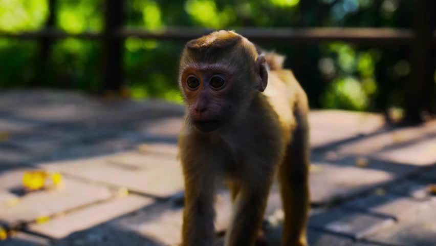 Curious Monkey Staring At Something 