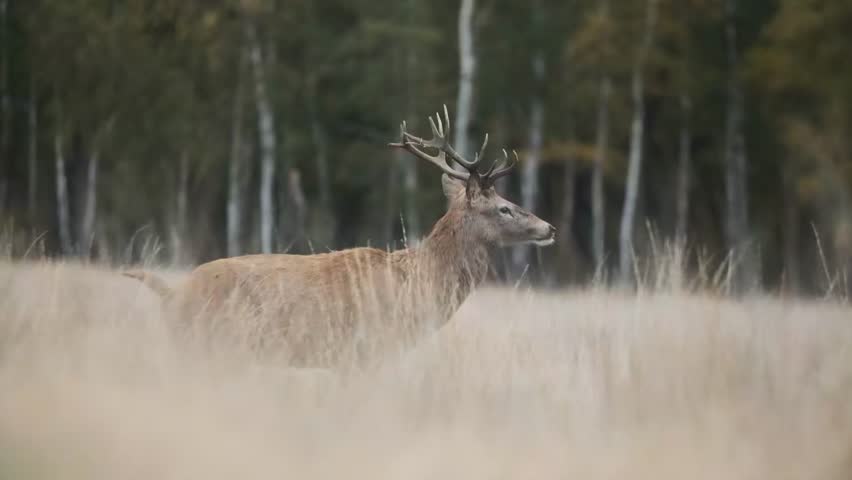 follow beautiful red deer walking in tall dry grass birch trees in the background slow motion
