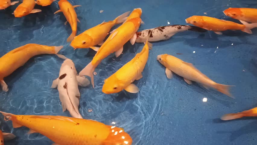 Colorful koi fish swim in a indoor pond.