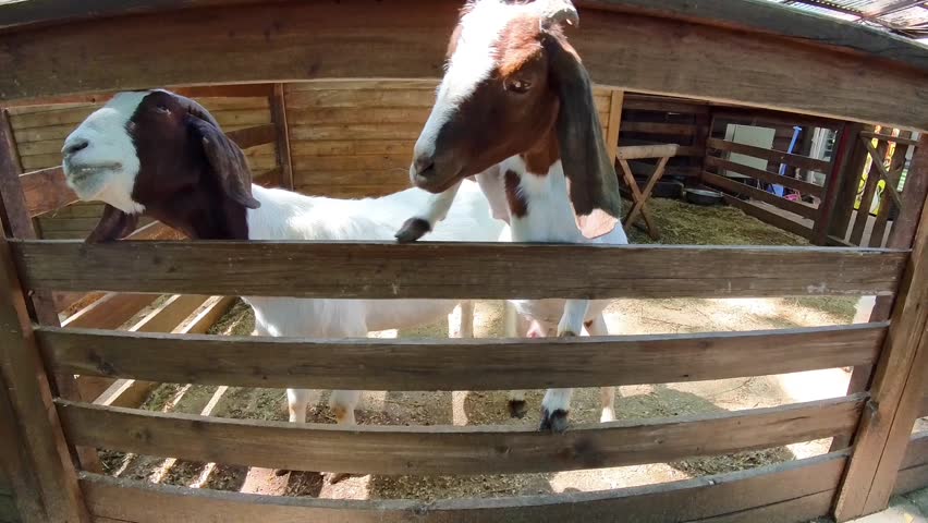 Baby goat feeding at eco-farm visitor center is growing. Cute funny pets. Soft sunlight.