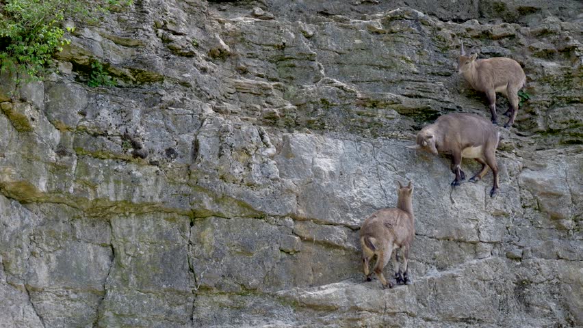 A slow-motion footage of the Alpine ibexes (Capra ibex) standing on a vertical rocky cliff during daytime
