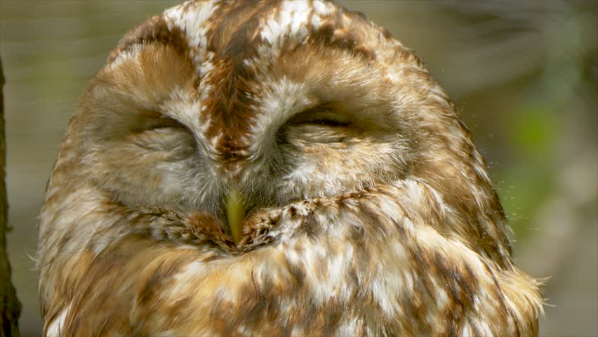 A closeup portrait of a tawny owl (Strix aluco) sleeping under birght sunlight against blurred background
