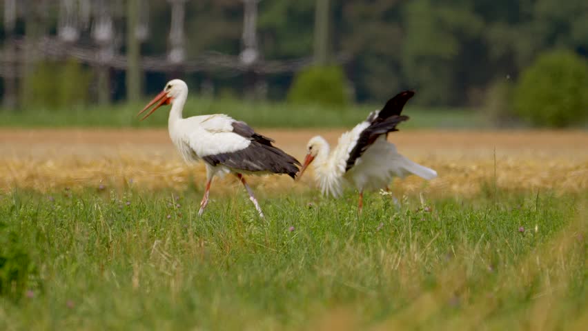 A slow-motion footage of a pair of white stork birds (Ciconia ciconia) walking on a grassy field during daytime, with blurred background
