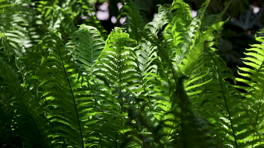 Sunlight filters through vibrant green fern leaves in a dense forest, creating a peaceful and natural atmosphere filled with lush foliage and soft shadows.