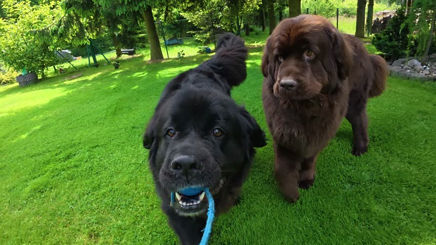 Two large dogs playfully tugging on a rope toy in a lush green garden.