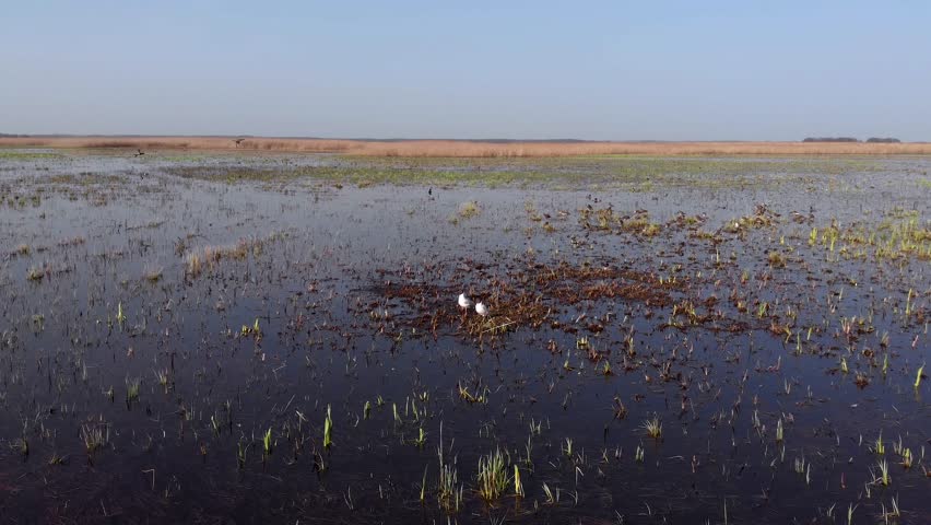 Two Black-headed gull (Chroicocephalus ridibundus) standing in wetlands. Drone view