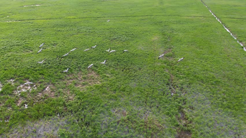 Drone flight over flying and landing flock of Common Crane (Grus grus)