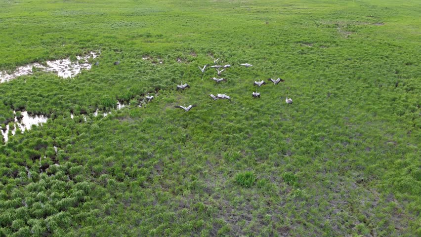 Drone flight over flock of Common Crane (Grus grus) taking off