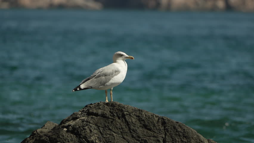 Seagull Rock Coastline - A lone seagull stands on a rock by the coast, looking out over the ocean.