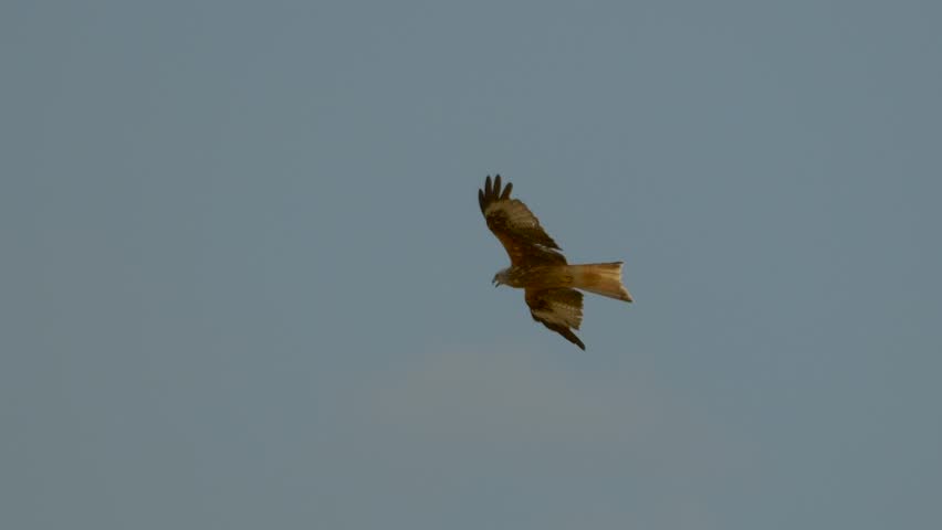 A majestic Red kite flying gracefully in a blue sky and about to land in green area