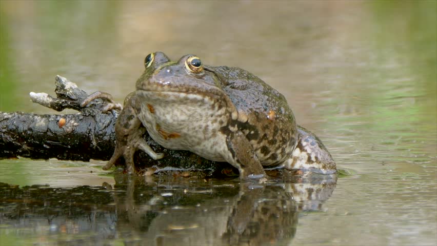 A closeup footage of an African bullfrog (Pyxicephalus adspersus) resting on a tree log in the swamp during daytime, with blurred background