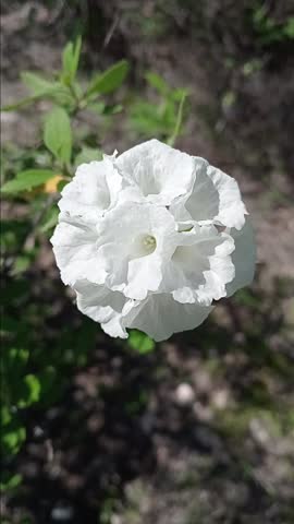 white flower, green, environment, nature, rural brazil, caatinga 
